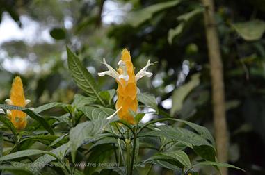 Thekkady, Abrahams Spice Garden,_DSC7199_H600